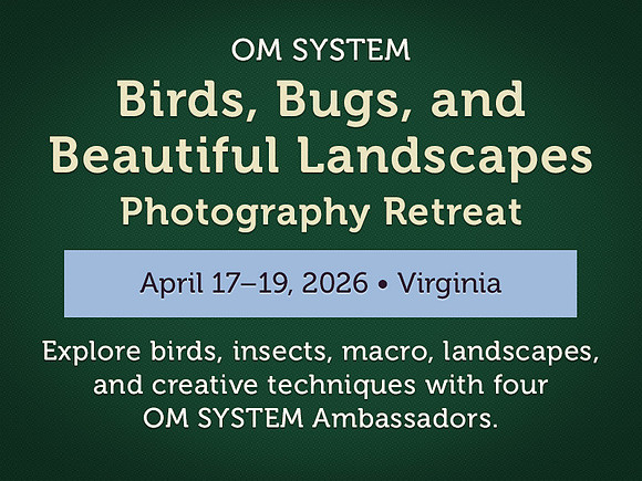 retreat-birdsmarch-800x600